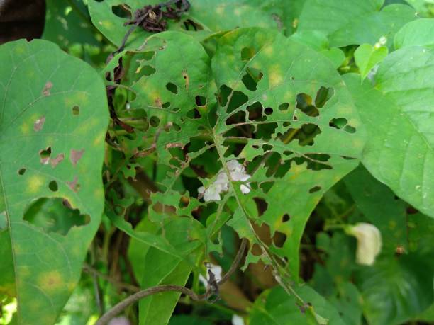 istock green leaves eaten by caterpillars 1410041586