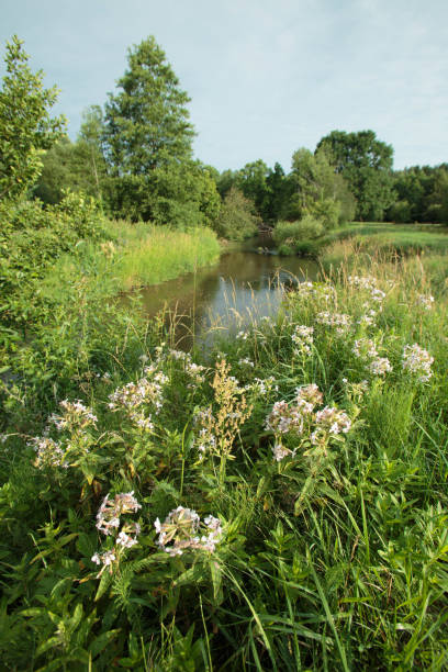 istock Nature of Belarus, summer landscape with a small river 1410041975