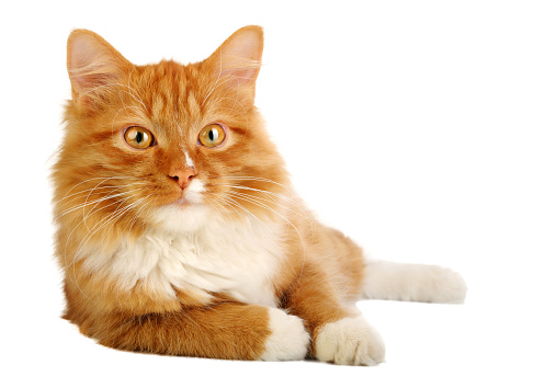 Ginger fluffy cat with white fur on the chest, isolated on a white background.