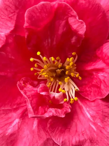 Vector illustration of Extreme Close-Up of Beautiful Light Pink Red Peony Flower, Full Frame. Design Element for Wedding Invitation Cards, Valentine's and Mother's Day Greeting Cards. Spring Concept.