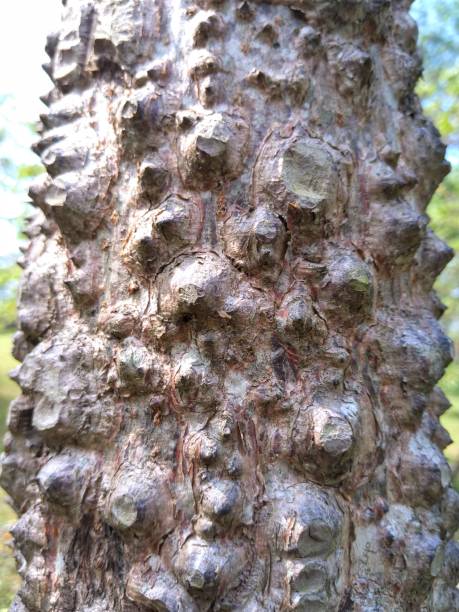 ラワンセウ観光地の前で生えている古くて湿った松の木の幹の質感 - bristlecone pine bark tree curve ストックフォトと画像