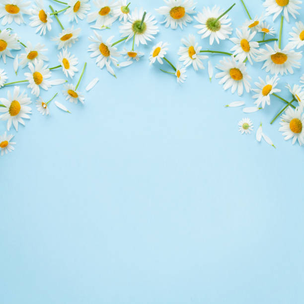 istock Chamomile garden flowers on blue background 1410043383
