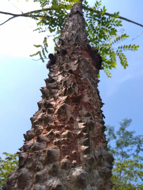 ラワンセウ観光地の前で生えている古くて湿った松の木の幹の質感 - bristlecone pine bark tree curve ストックフォトと画像