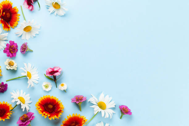 istock Chamomile garden flowers on blue background 1410043402