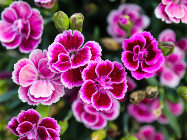 istock Close-up to Dianthus caryophyllus in bloom 1410043430