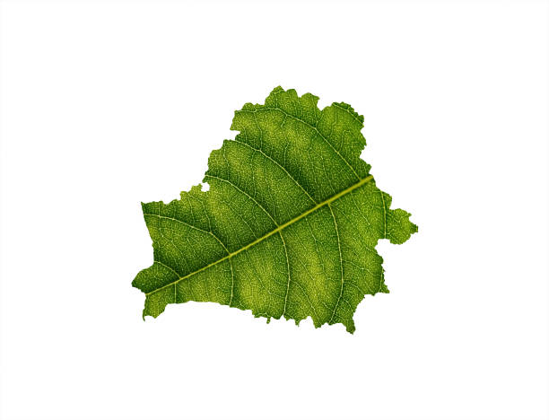 istock Belarus map made of green leaves, concept ecology Map green leaf on soil background 1410044022