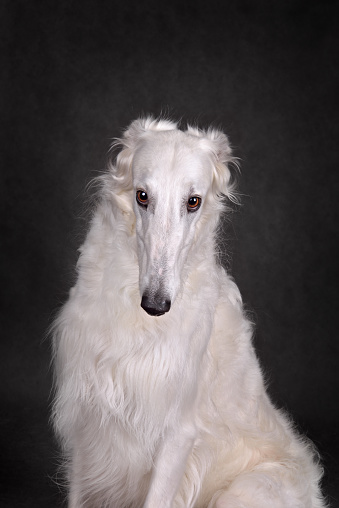 Portrait of beautiful white Russian wolfhound dog on a gray background