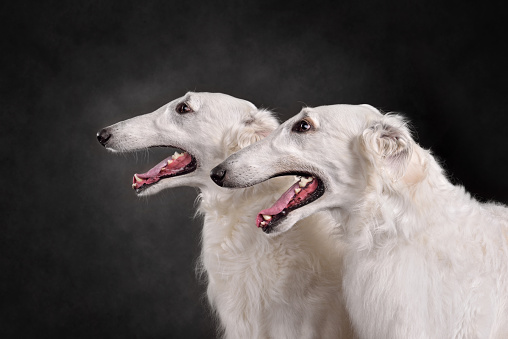 Portrait of beautiful white Russian wolfhound dogs on a gray background