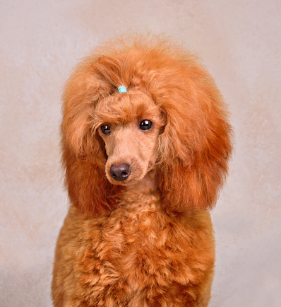 Portrait of funny toy apricot poodle puppy sitting on a beige background
