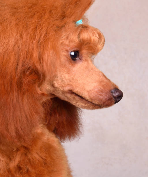 istock Portrait of apricot poodle 1410044990