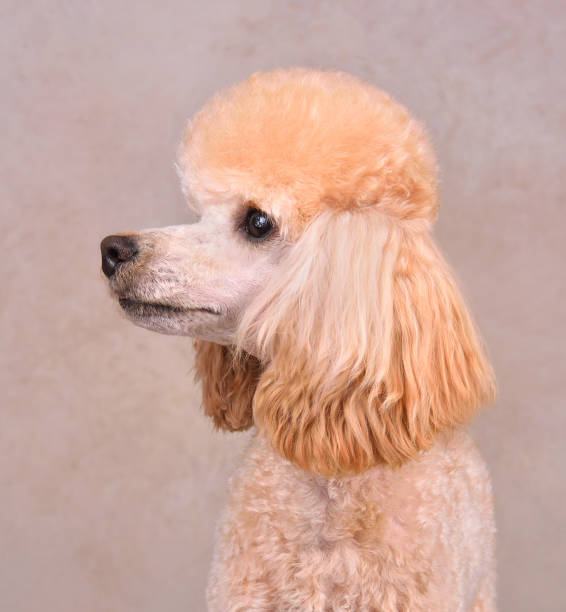 istock Portrait of apricot poodle 1410044995