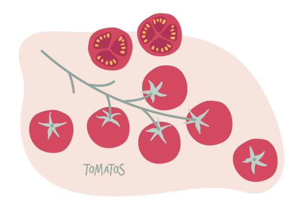 トマト小枝の手描き落書き。枝に赤い桜のトマトとカットトマト。健康的な食事。野菜の材料。メニュー、レストラン、ファーマーズマーケット、レシピ、ポスター、バナー、ステッカーの� - ミニトマト点のイラスト素材／クリップアート素材／マンガ素材／アイコン素材