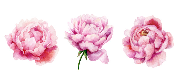 Watercolor vector set of pink peony flowers isolated on white background.