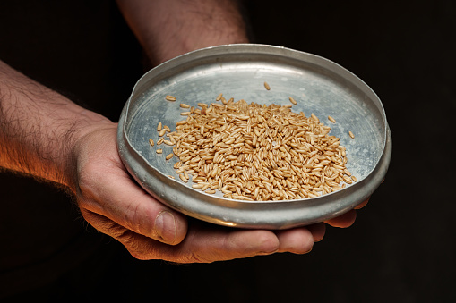 Close up of male hands holding small amount of wheat seeds. Lack of food and hunger concept, food crisis