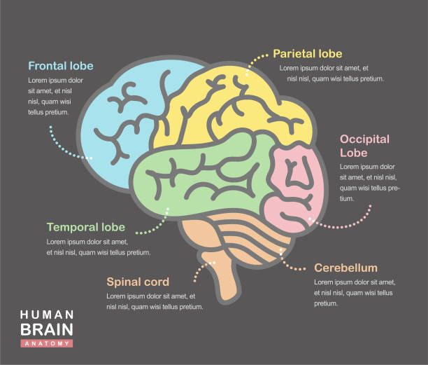 ilustrações, clipart, desenhos animados e ícones de infográfico médico mostrando a estrutura do cérebro humano em fundo escuro - lobe