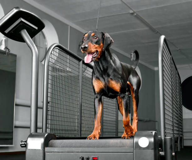 entrenamiento de perros en el club de fitness para perros - exercising sports training sport gym fotografías e imágenes de stock