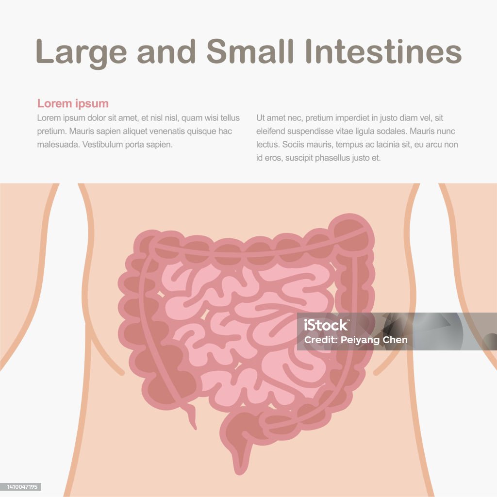 Science Intestines Medical Infographic Showing The Structure Of The Human Intestines Stock ...