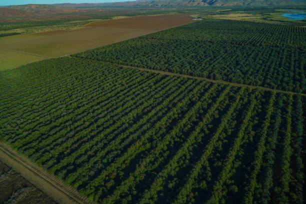 istock Aerial view of green agricultural fields 1410047320