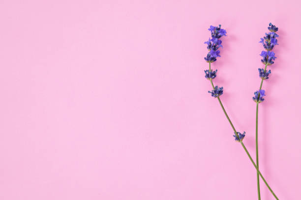 istock Lavender flowers on pink background, top view 1410047520