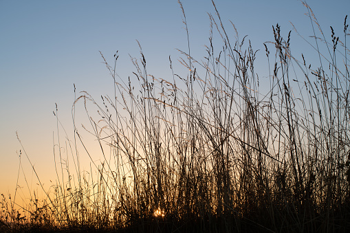 Close up of dry grass against the setting sun in the evening. The sky is blue and red.