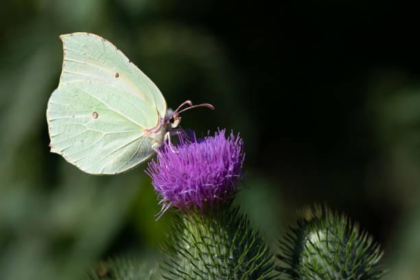 close-up of a brimstone butterfly perched on a thistle flower. in the background are plants in nature. - citronfjäril bildbanksfoton och bilder