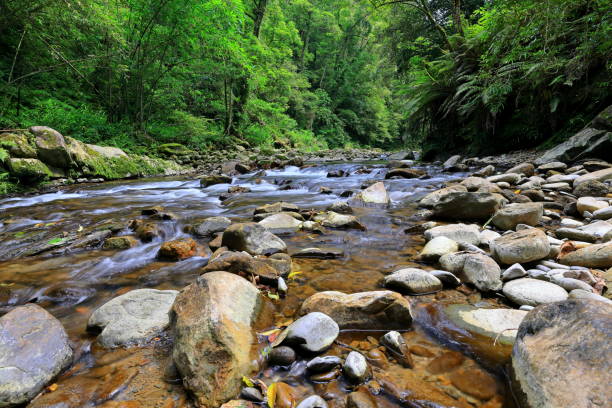 istock Jingualiao Fish and Fern Trail at Pinglin Dist., 1410049147