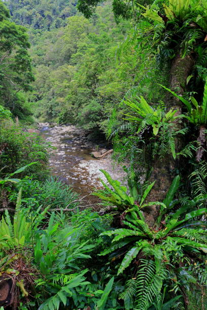 istock Jingualiao Fish and Fern Trail at Pinglin Dist., 1410049163