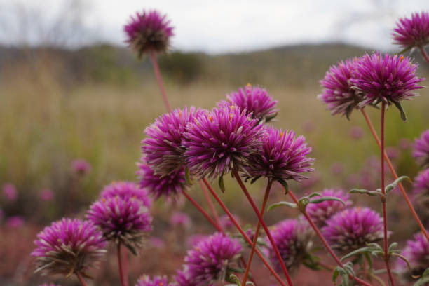 Close up of pink wildflowers in Western Australia Close up of pink wildflowers in Western Australia australian wildflower stock pictures, royalty-free photos & images