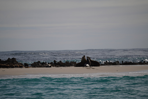 Sea lions on the beach with the ocean in the background