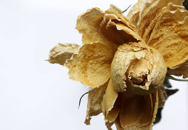 Close up of Beautiful dried rose on white background. Top view. empty space for text