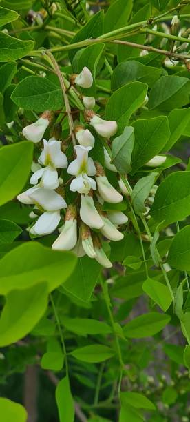 istock Acacia tree with inflorescence, acacia flowers, green tree with white flowers 1410050450