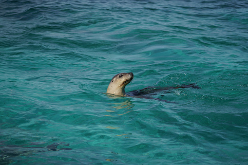 A sea lion swimming in the ocean