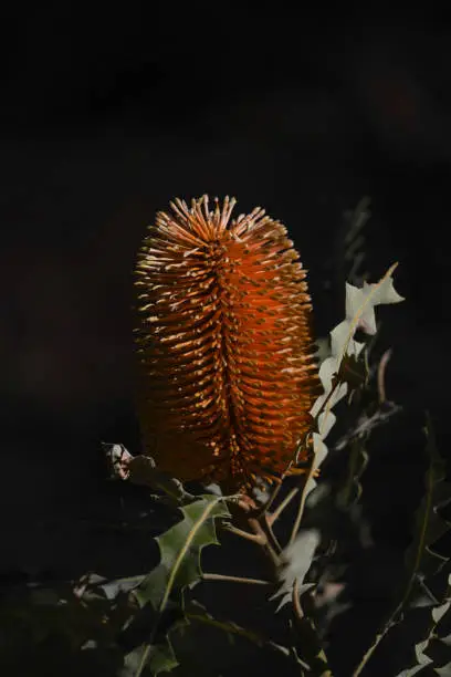 Single banksia flower with a black background