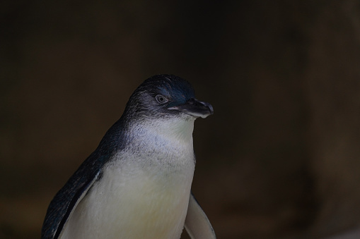 Close up portrait of a fairy penguin