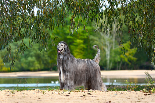 Beautiful Afghan Hound standing on a yellow sand background