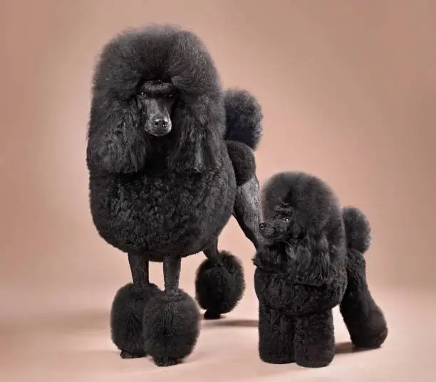 Funny big and toy black poodles standing on  a color background