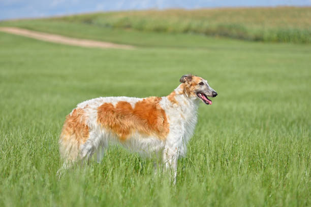 istock Red and white russian borzoi dog 1410054266