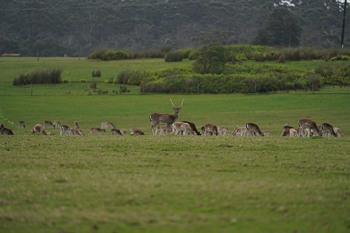 A herd of deer in the paddock