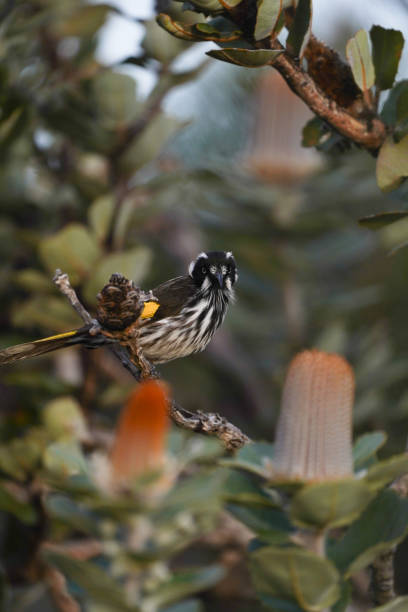 istock Australian New Holland Honey Eater 1410054649