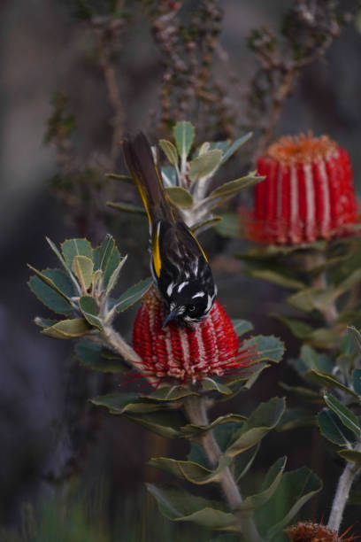 istock Australian New Holland Honey Eater 1410054696