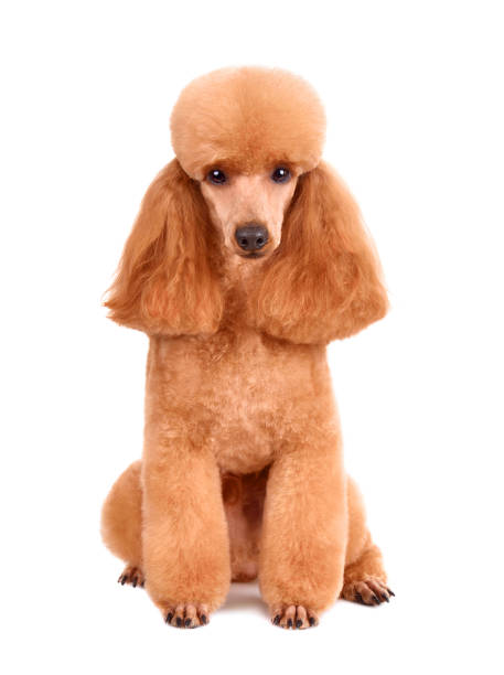 Beautiful apricot toy poodle Beautiful apricot toy poodle in modern clip isolated on a white background poodle color image animal sitting stock pictures, royalty-free photos & images