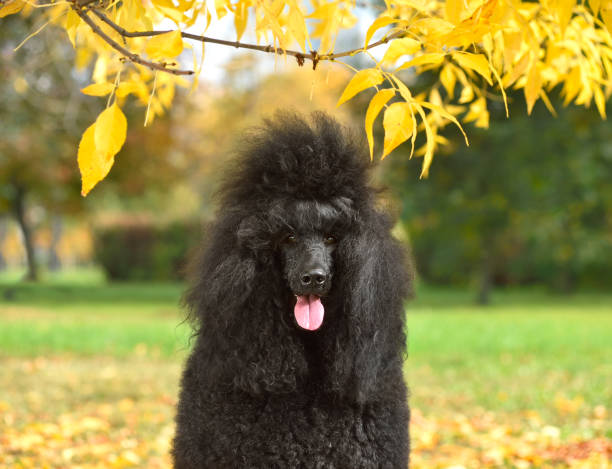 istock Portrait of standart poodle 1410056176