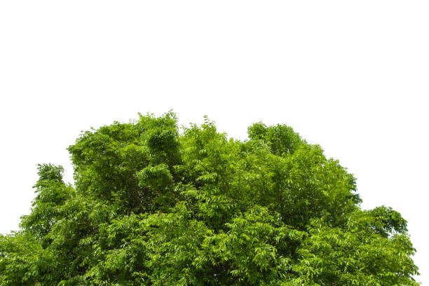 istock Tall trees, big tree in the forest  isolated on white background. 1410056564
