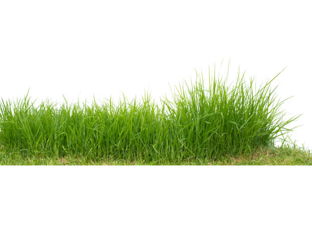 istock Green  bermuda grass isolated on white background, close up. 1410056797
