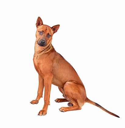 Six months old puppy of of Thai Ridgeback isolated on a white background