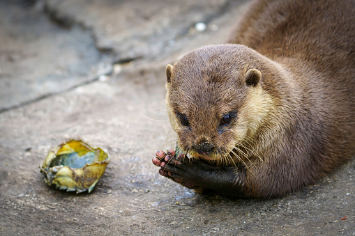 Close-up of a captive Asian Short-Clawed Otter eating a crab on rocks