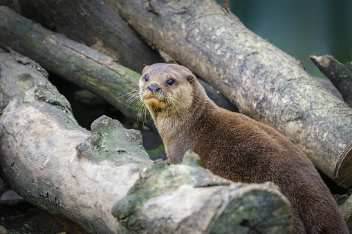 A captive Asian Short-Clawed Otter standing on wooden tree logs