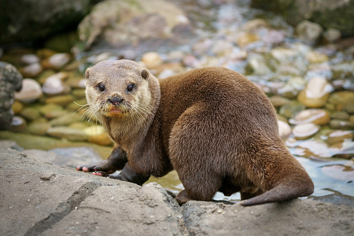A captive Asian Short-Clawed Otter standing on rock with pebbles and water in the background looking at the camera