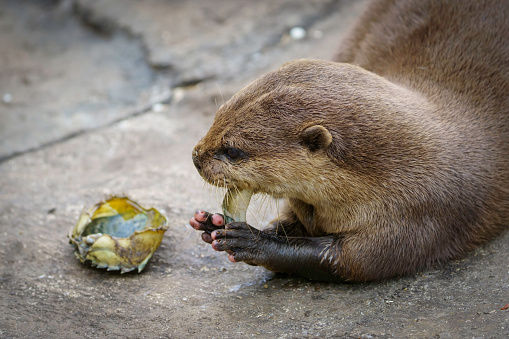 Close-up of a captive Asian Short-Clawed Otter eating a crab on rocks