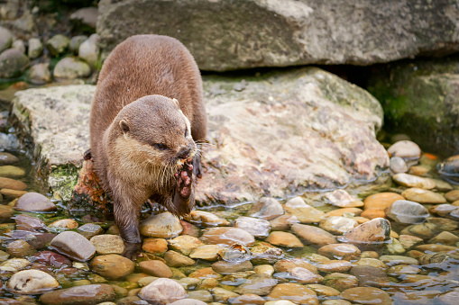 A captive Asian Short-Clawed Otter standing on pebbles at the edge of water